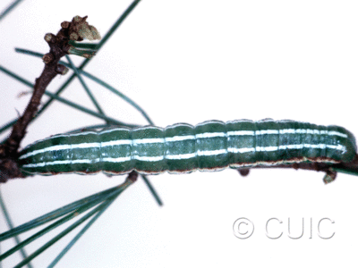dorsal view of larva Feralia major on Pinus rigida in USA: NY