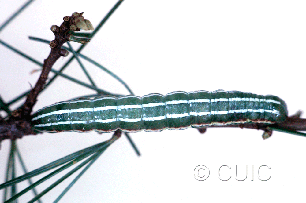 dorsal view of larva Feralia major on Pinus rigida in USA: NY