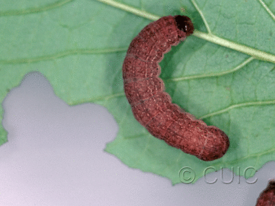 dorsal view of larva Fishia illocata on Viburnum lentago in USA: NY
