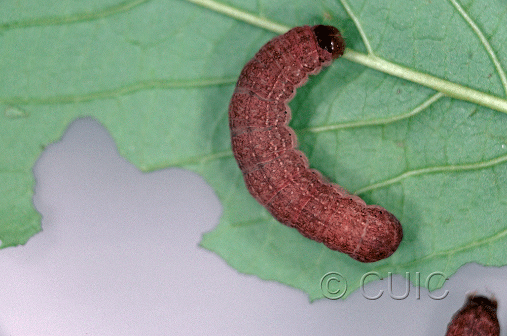 dorsal view of larva Fishia illocata on Viburnum lentago in USA: NY
