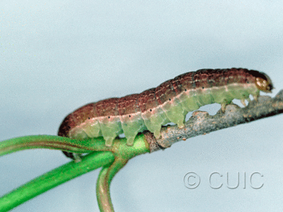 lateral view of larva Fishia illocata on Viburnum lentago in USA: NY