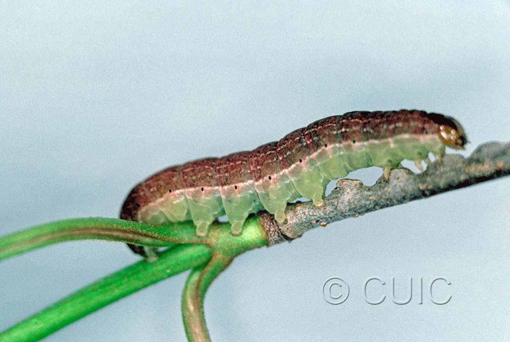 lateral view of larva Fishia illocata on Viburnum lentago in USA: NY