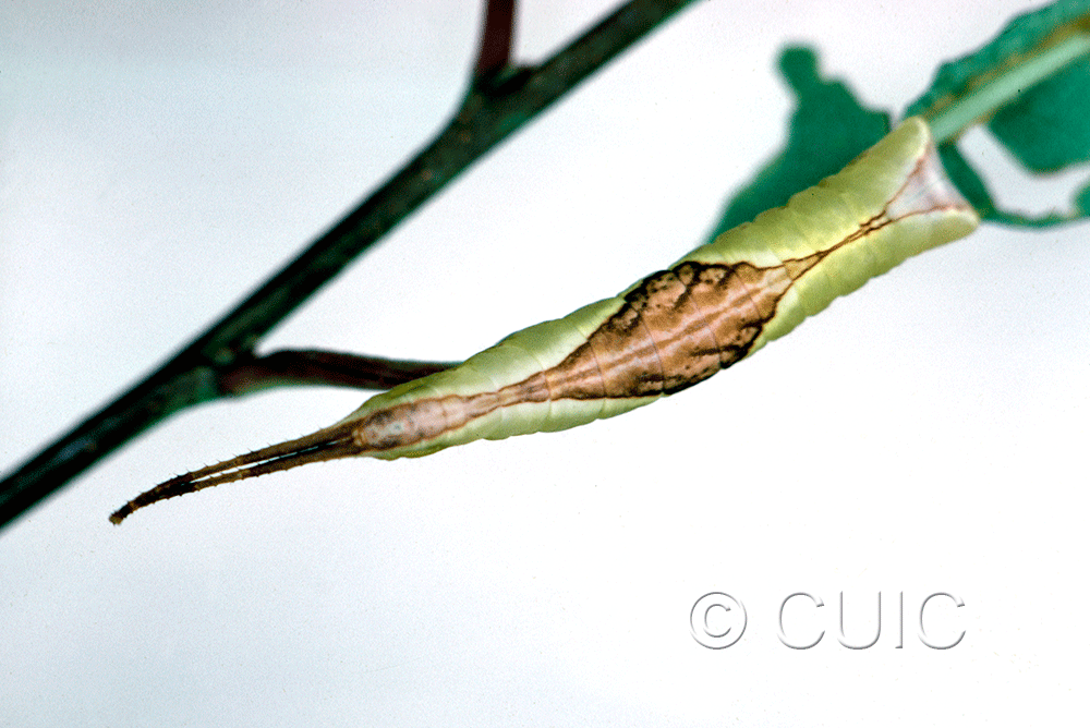 dorsal view of larva Furcula borealis on Prunus serotina in USA: NY