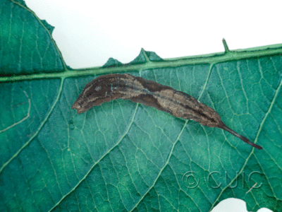 dorsal view of larva Furcula borealis on Prunus serotina in USA: NY