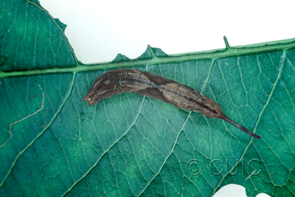 dorsal view of larva Furcula borealis on Prunus serotina in USA: NY