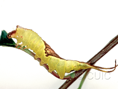 lateral view of larva Furcula borealis on Prunus serotina in USA: NY
