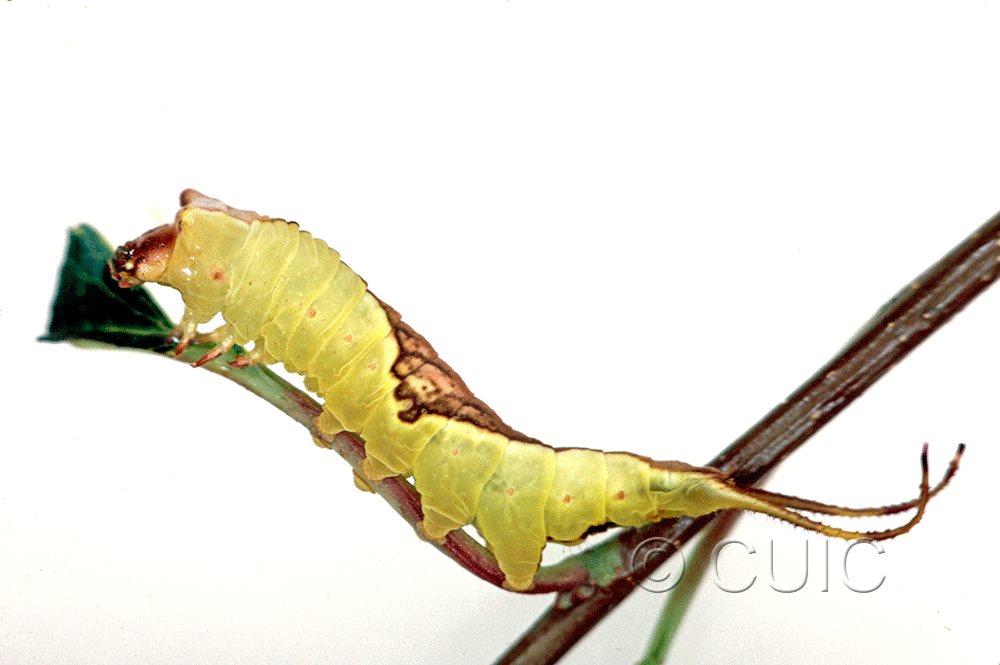 lateral view of larva Furcula borealis on Prunus serotina in USA: NY