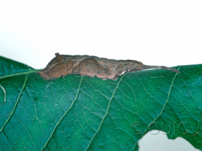 lateral view of larva Furcula borealis on Prunus serotina in USA: NY