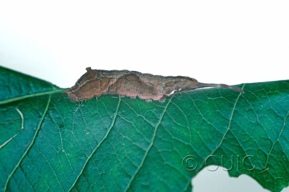 lateral view of larva Furcula borealis on Prunus serotina in USA: NY