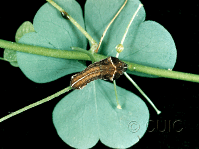 dorsal view of larva Galgula partita on Oxalis in USA: NC