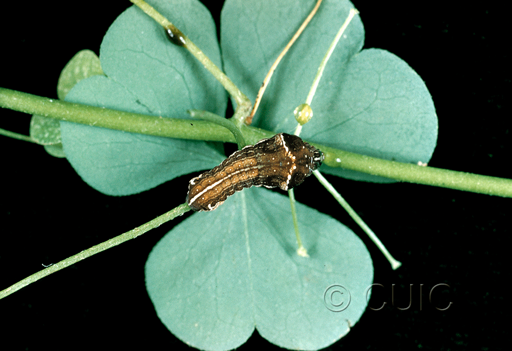 dorsal view of larva Galgula partita on Oxalis in USA: NC