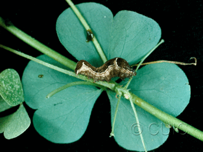 lateral view of larva Galgula partita on Oxalis in USA: NC