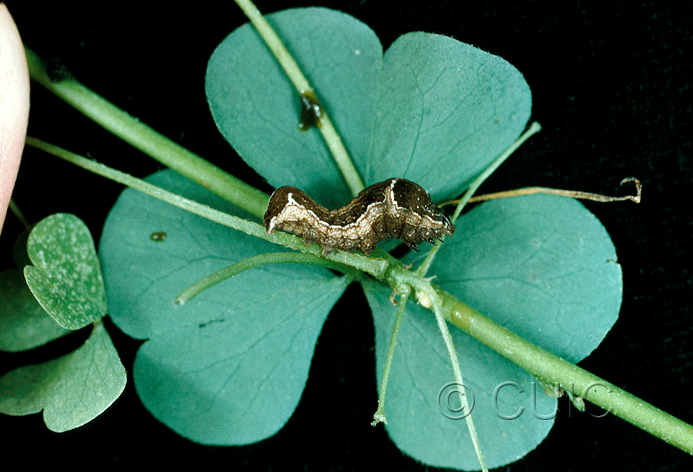 lateral view of larva Galgula partita on Oxalis in USA: NC