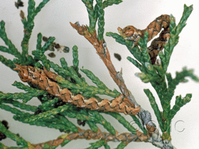 dorsal / lateral view of larva Geometridae on Juniperus in USA: AZ