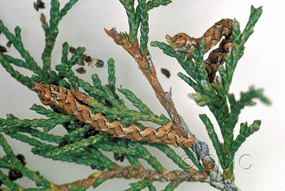 dorsal / lateral view of larva Geometridae on Juniperus in USA: AZ
