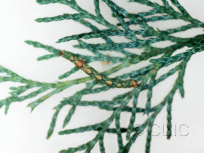 dorsal view of larva Geometridae on Juniperus in USA: AZ