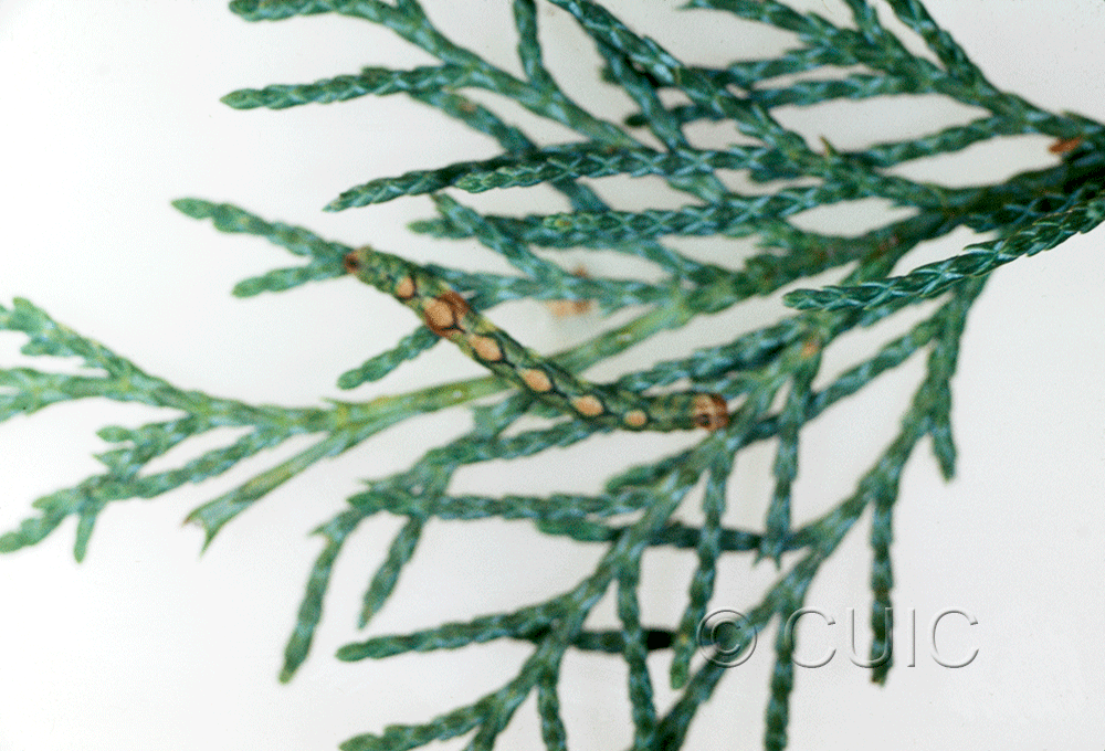 dorsal view of larva Geometridae on Juniperus in USA: AZ