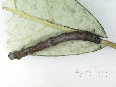 dorsal view of larva Geometridae on Juniperus in USA: AZ