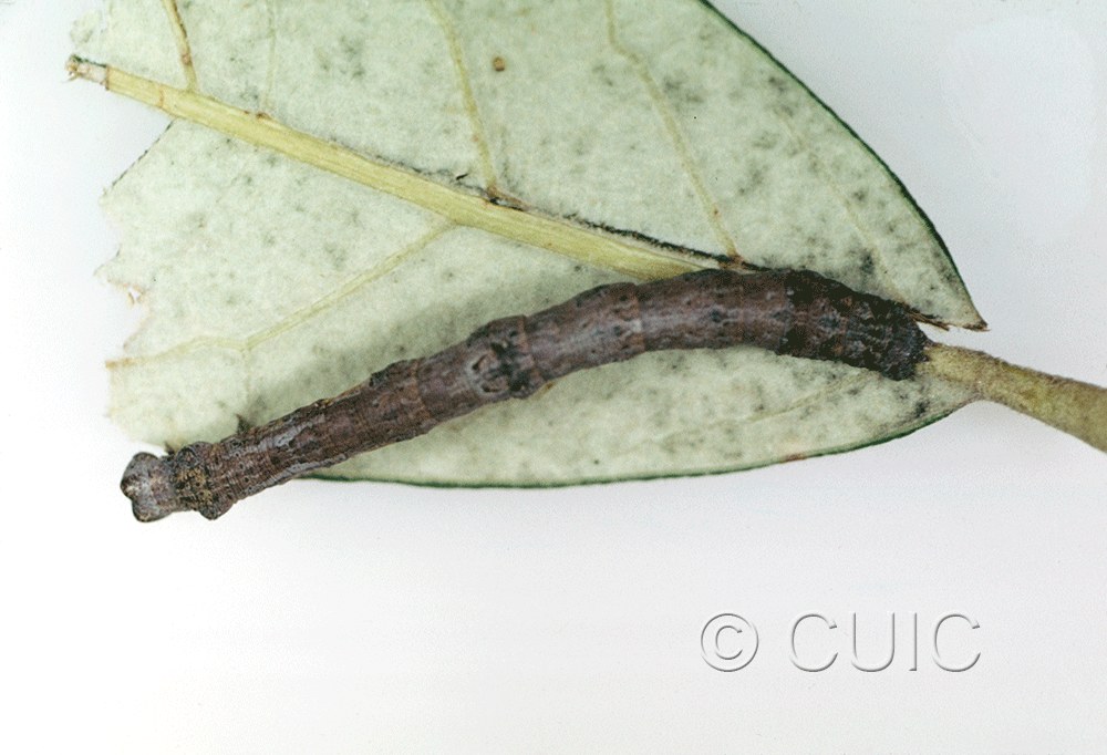 dorsal view of larva Geometridae on Juniperus in USA: AZ