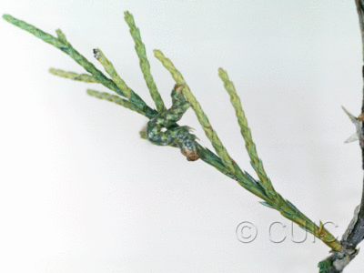 lateral view of larva Geometridae on Quercus hypoleucoides in USA: AZ