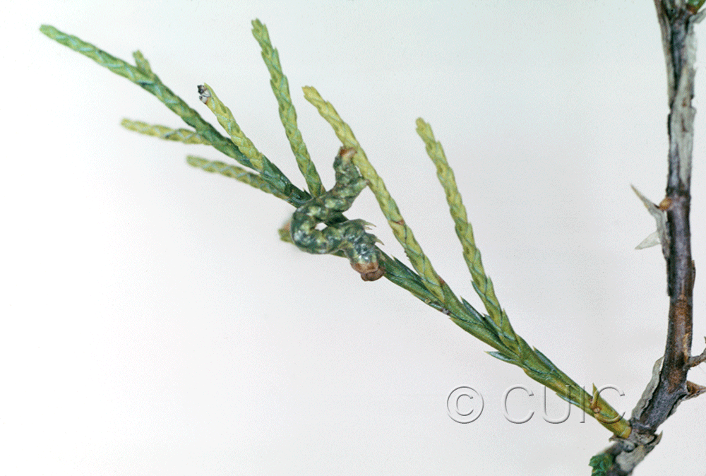 lateral view of larva Geometridae on Quercus hypoleucoides in USA: AZ