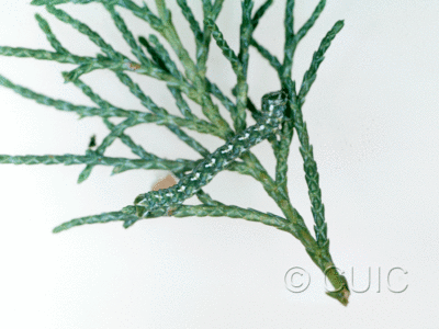 lateral view of larva Geometridae on Juniperus in USA: AZ