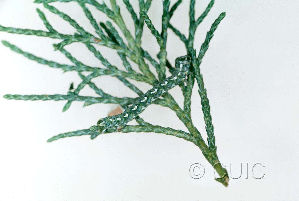 lateral view of larva Geometridae on Juniperus in USA: AZ