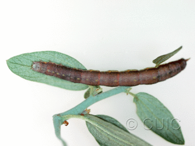dorsal view of larva Geometridae on Ceanothus in USA: AZ