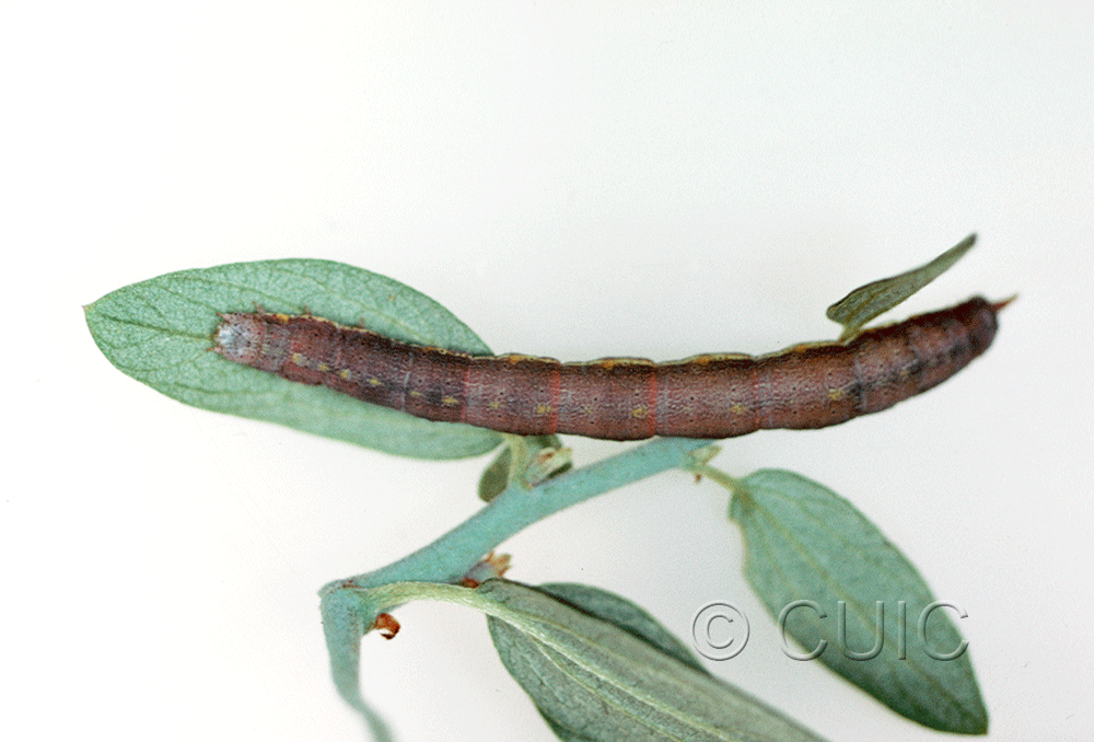 dorsal view of larva Geometridae on Ceanothus in USA: AZ