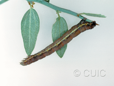lateral view of larva Geometridae on Ceanothus in USA: AZ