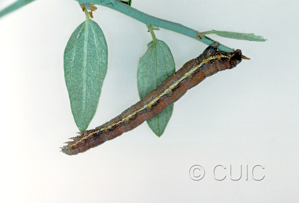 lateral view of larva Geometridae on Ceanothus in USA: AZ