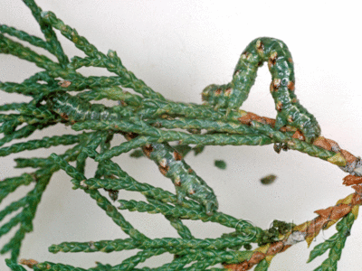 lateral view of larva Geometridae on Juniperus in USA: AZ