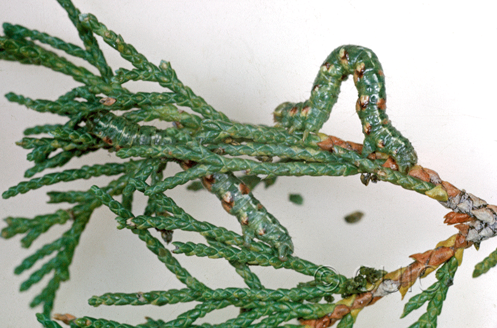 lateral view of larva Geometridae on Juniperus in USA: AZ