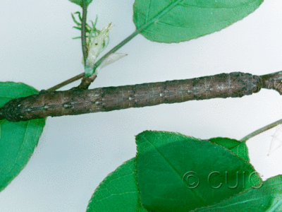 dorsal view of larva Geometridae