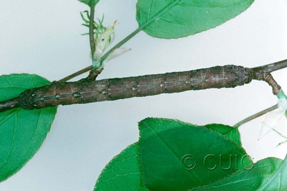 dorsal view of larva Geometridae