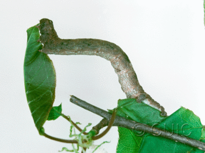 lateral view of larva Geometridae