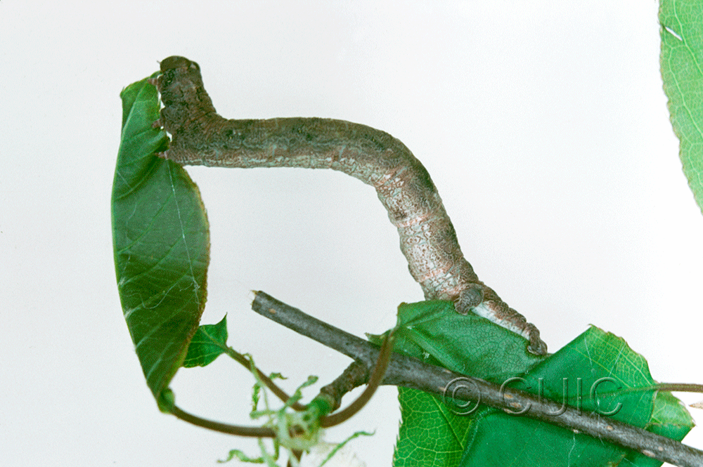 lateral view of larva Geometridae
