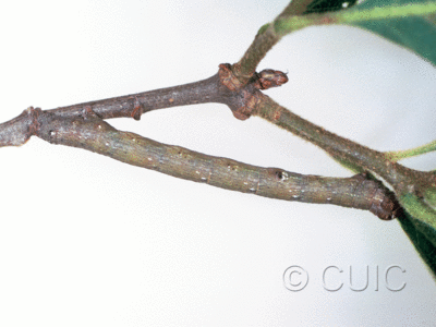 lateral view of larva Geometridae