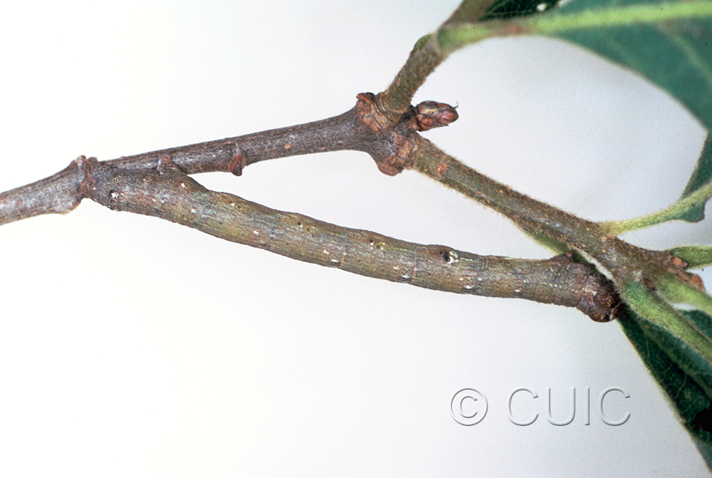 lateral view of larva Geometridae