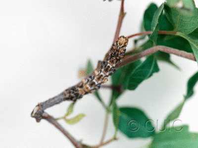 dorsal view of larva Geometridae