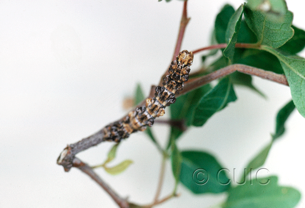 dorsal view of larva Geometridae