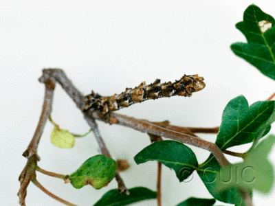 lateral view of larva Geometridae