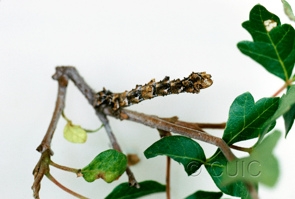 lateral view of larva Geometridae