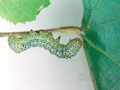lateral view of larva Gerra sevorosa on Vitis in USA: AZ