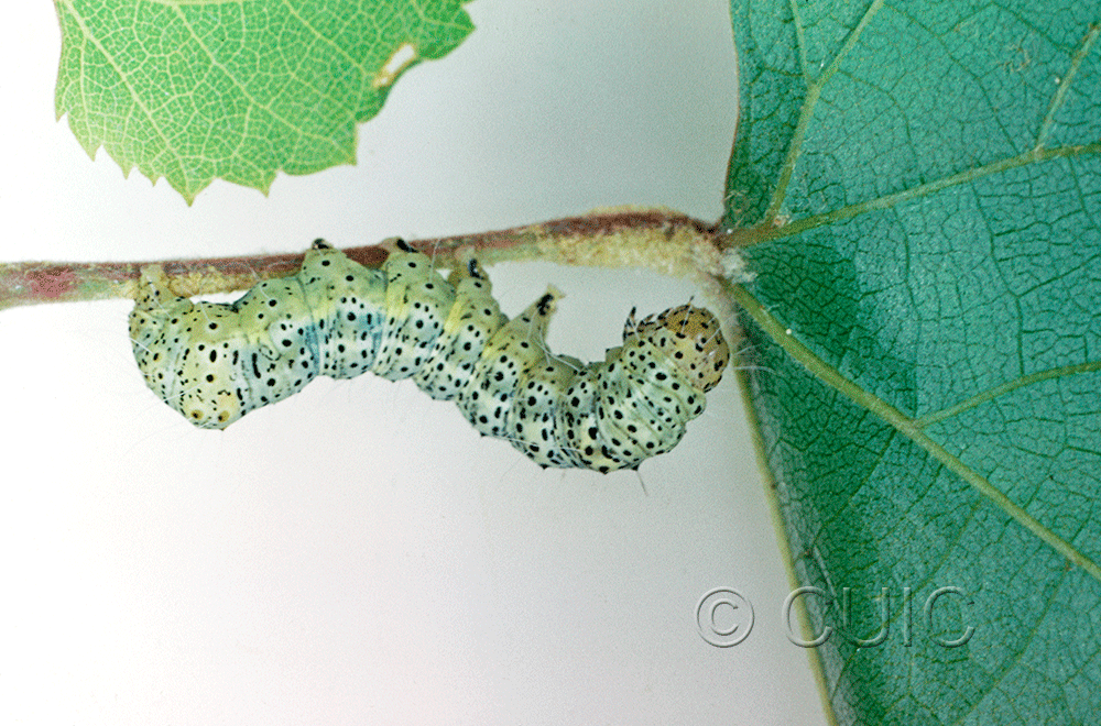 lateral view of larva Gerra sevorosa on Vitis in USA: AZ