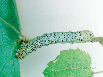 dorsal view of larva Gerra sevorosa on Vitis in USA: AZ
