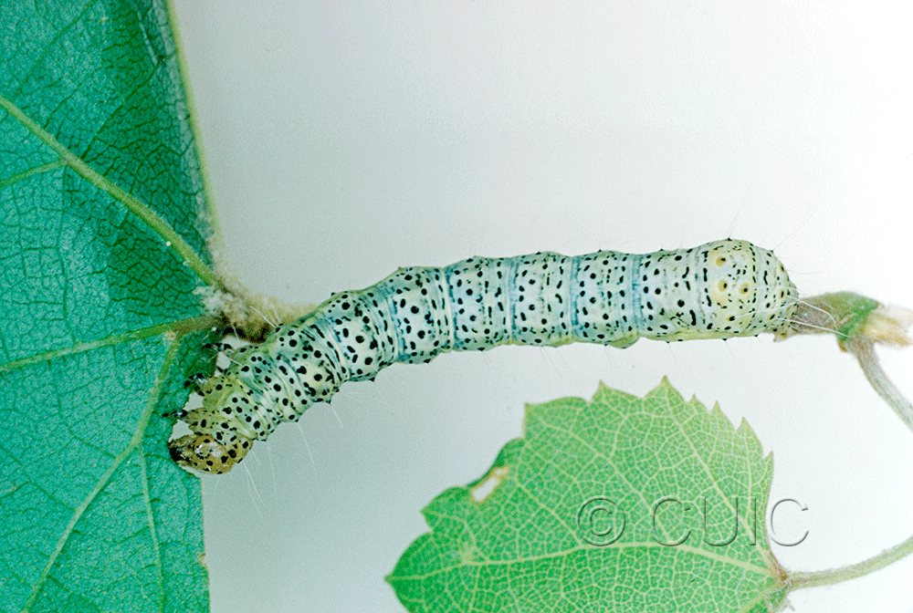 dorsal view of larva Gerra sevorosa on Vitis in USA: AZ