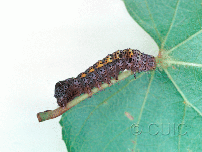 lateral view of larva Gerra sevorosa on Vitis in USA: AZ