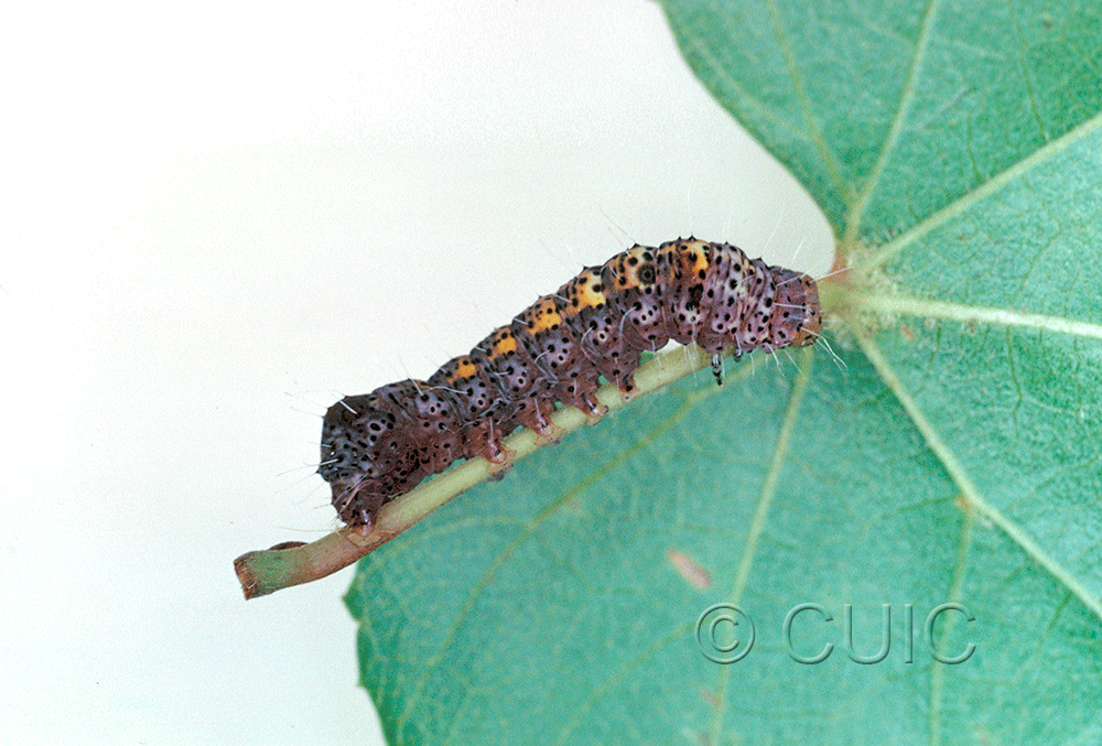 lateral view of larva Gerra sevorosa on Vitis in USA: AZ