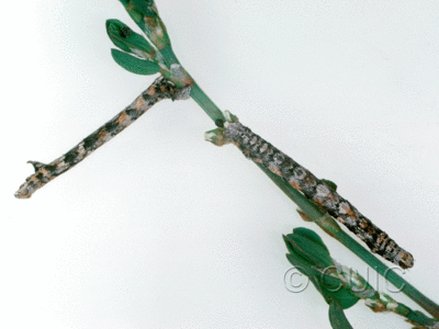 dorsal / lateral view of larva Glaucina 2 in USA: AZ